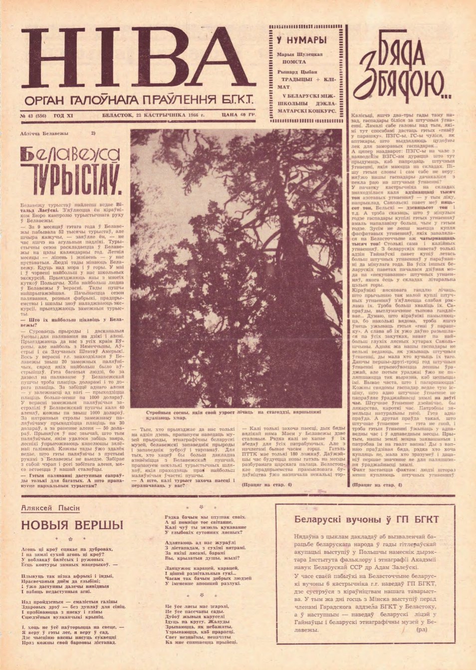 Ніва 43 (556) 1966