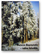 Puszcza Knyszyńska - szkice leśników