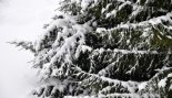 Пад знакам Пагоні 08.01.2019